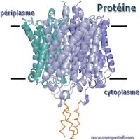 proteine-periplasme-cytoplasme